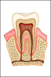 Illustration of cross section of tooth for Root Canals, Ann Arbor, MI